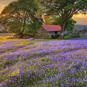 Meet your Posher, Celica